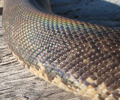 Savu Python - Animals Pictures - Photos