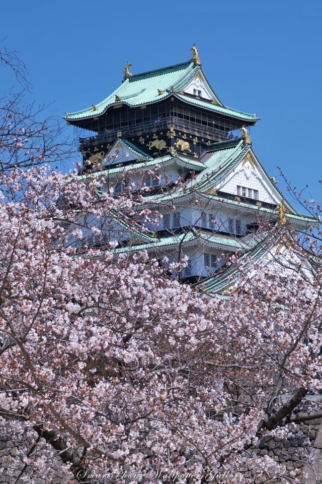Free Iphone 4s Wallpaper Nature Landscapes 桜と大阪城 Osaka Castle Iphone 壁紙館