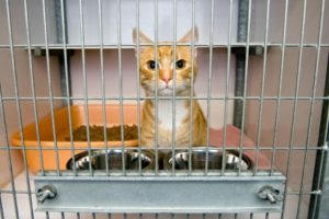 猫を飼うのにケージは必要か 渋谷区の動物病院なら日本動物医療センター