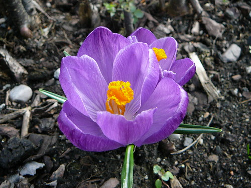 Dresdner Krokuswiesen 2009 (05)