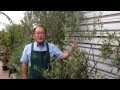 オリーブ 葉が落ちる時期 108428-オリーブ 葉が落ちる時期