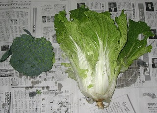 無農薬なめくじ ハムスター