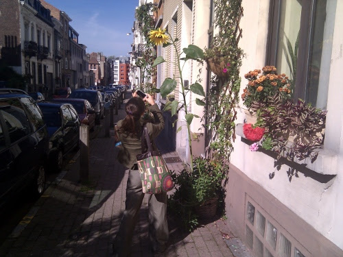 Girasol en Bruselas