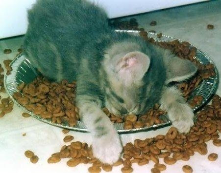 passed-out-kitty passed-out-kitty