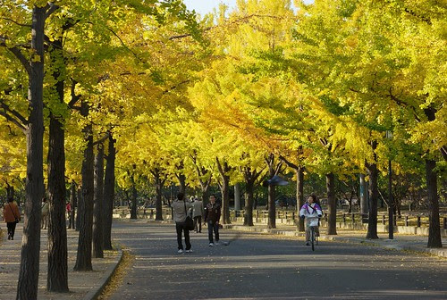 Osaka Castle Trees