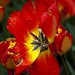 Tulip and Raindrops