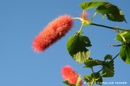 Chenille plant