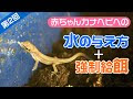 √ダウンロード カナヘビ 飼育 水 671752-カナヘビ 飼育 水入れ