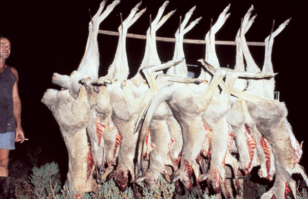 kangaroos in australia. of Kangaroos - Adidas