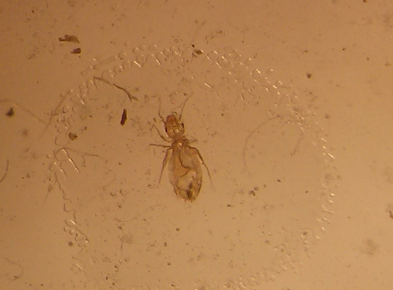 BUG ID NEEDED: bed bug or booklice? [a: book lice] Â« Got Bed Bugs ...