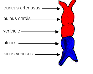 Development Of The Heart And Cardiovascular System