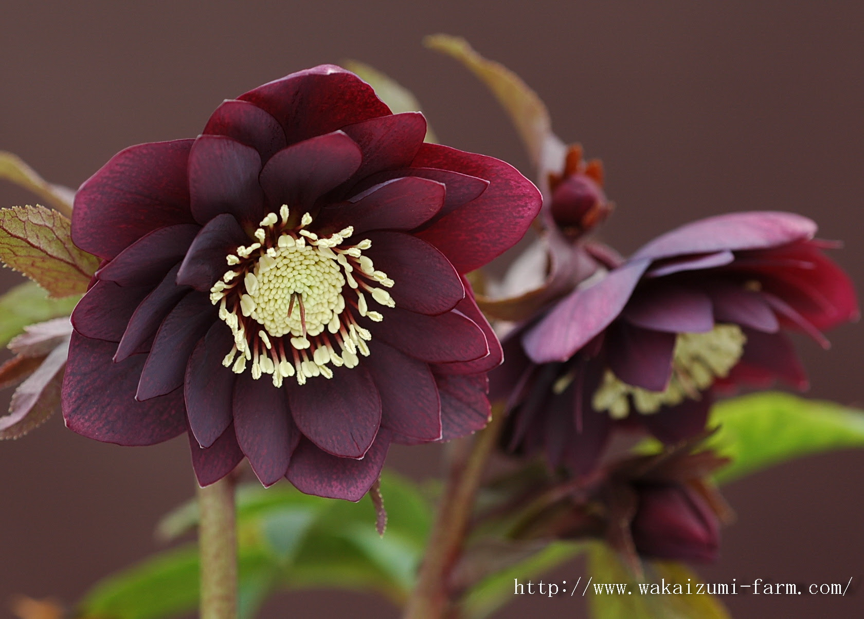 クリスマスローズ 園芸植物 ガーデニング無料壁紙写真プレゼント