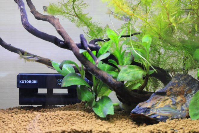 新製品 安全でコンパクトそしてスタイリッシュ Kotobukiのヒーターはココが違う Spマークに適合したカバーレスヒーター第１弾 コンパ キワメテ 水族館