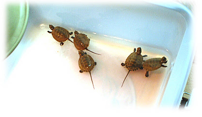 待ちに待った産卵孵化に成功 05年度版