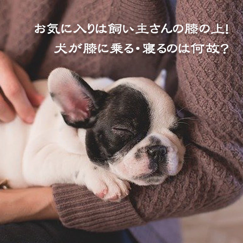 お気に入りは飼い主さんの膝の上 犬が膝に乗る 寝るのは何故