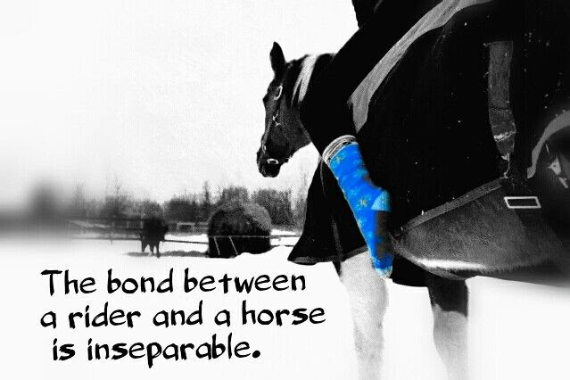 Horse And Rider Bond Quotes. QuotesGram