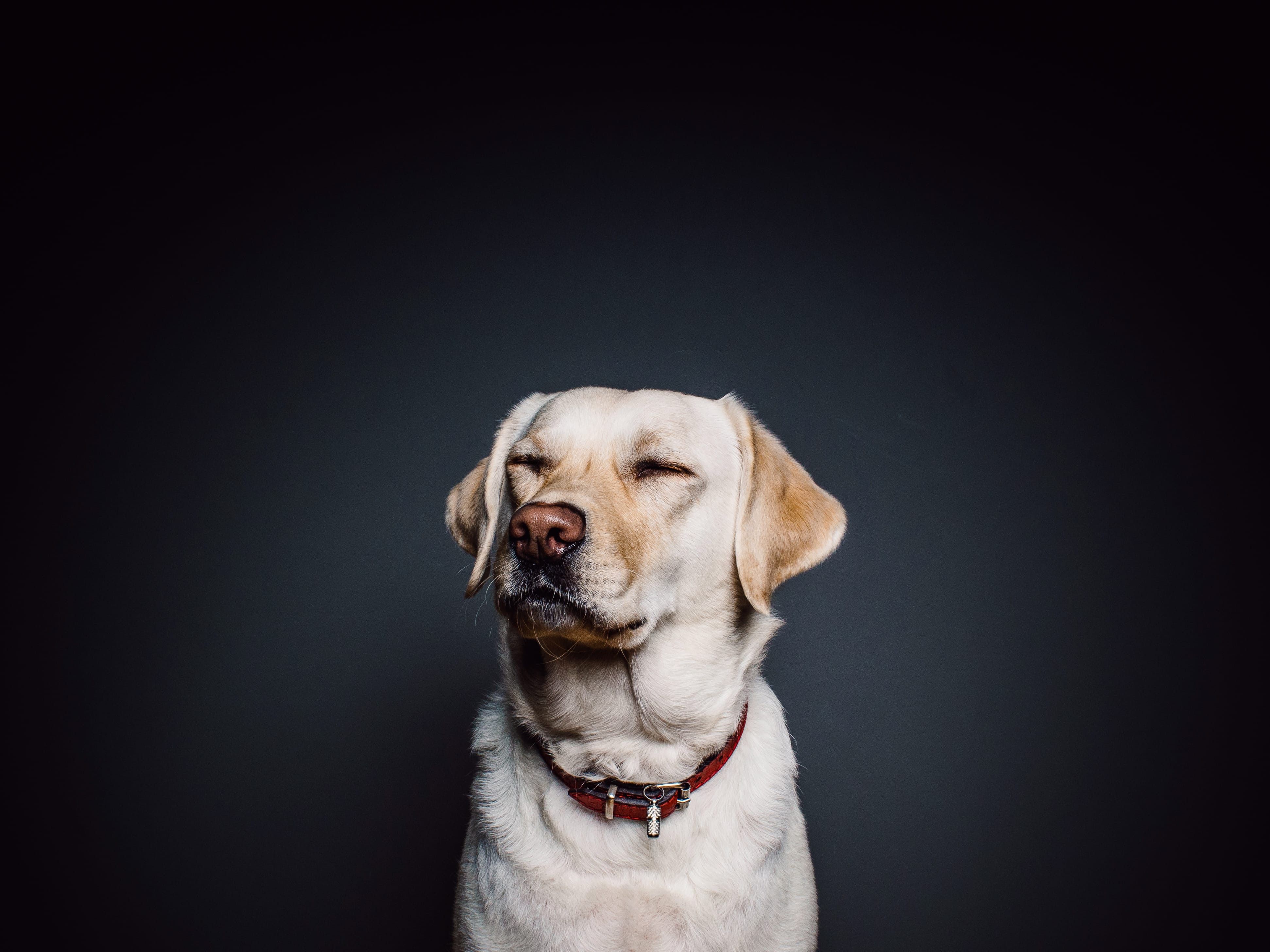 犬は怒られたとき 本当に反省してるの 犬の総合情報サイト ペットスマイルニュースforワンちゃん