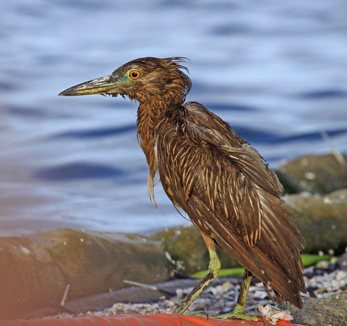 Oiled Heron