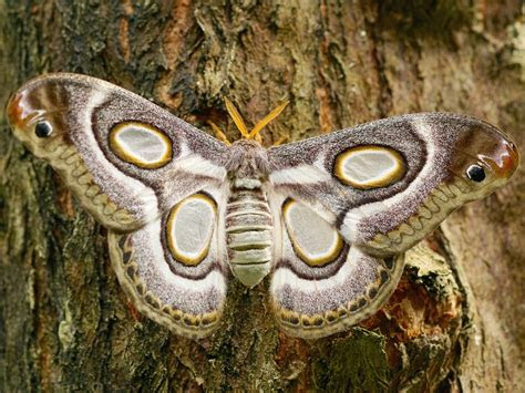 gambar hewan invertebrata