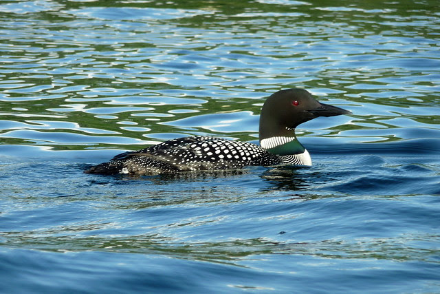 Loon