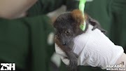 parking Baby Red-Ruffed Lemur Toothbrush Massage