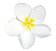 plumeria