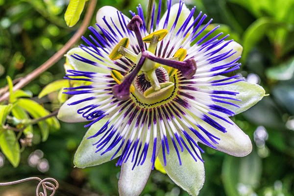 植木鉢で楽しみたい 夏の花選 秋まで長く楽しめる草花たち 植木鉢ナビ