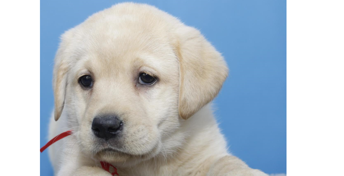 アボート調整する不規則な北欧犬 Mariagabriellalastilla Org