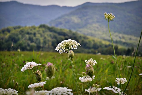 queen anne's lace