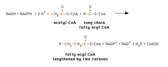 beta oxidation in mitochondria