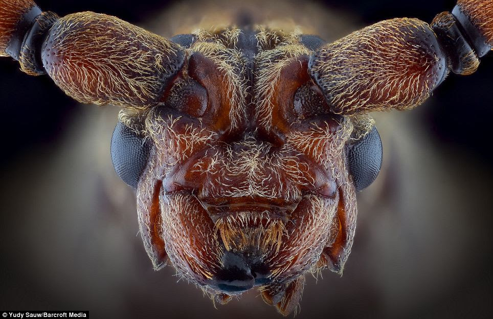 This image, which resembles a human face, is a macro photo of a longhorn beetle. Several species are pests and the larvae often bores into wood, where they can cause damage to trees and structures. A number of species mimic ants, bees, and wasps