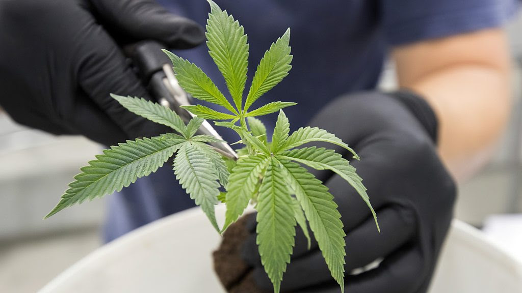 大麻 你需要了解的爭議和真相 c News 中文