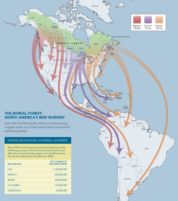 North America's Bird Nursery