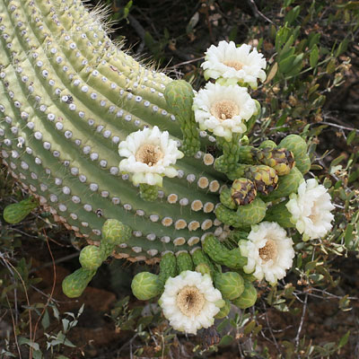 flowers images. Saguaro Flowers