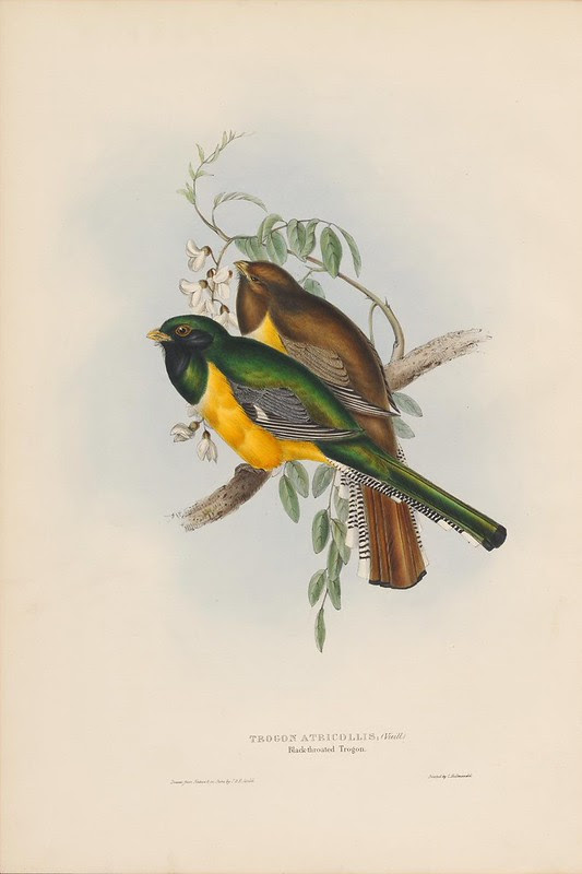 1830s ornithological plate from science book by John Gould