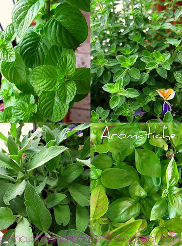 AROMATICHE