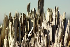 2008-08-22 post candidates Mt St Helens Tree Trunks (1)