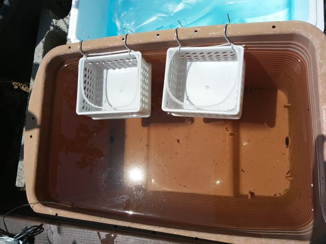 メダカの卵 稚魚 の隔離部屋を100均グッズでdiy やんのりくんの休日