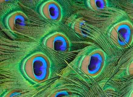 Worlds Most Beautiful BirdPeacock