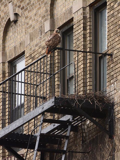 Red-Tailed Hawk and Nest (6559)