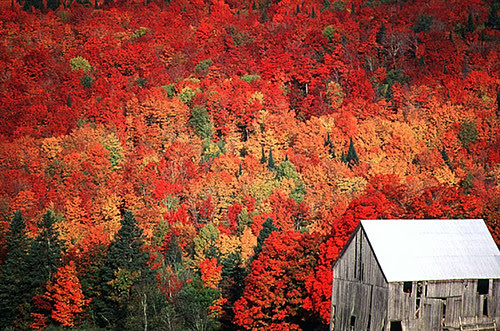 autumn1