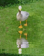 Joli canard reflet !!!