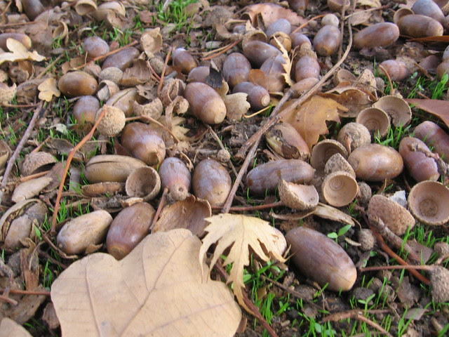 acorns