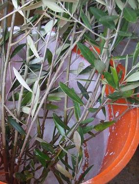 オリーブの挿し木 オリーブde Olives