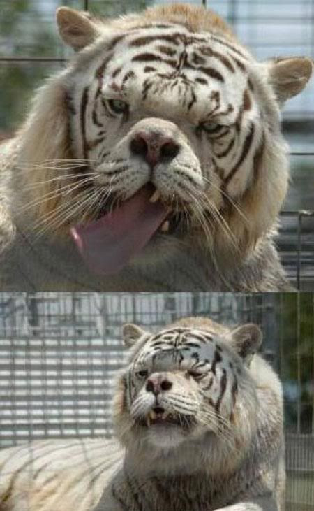 tigre laid