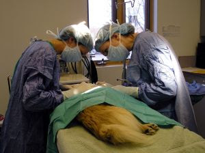 Dog Barking Surgery | Dog Debarking Surgery