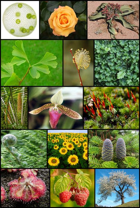 There is a certain passion in plant people, a distinct dedication to taking the right, slow steps from the beginning and all the way through. 18 Plant Icon Files Images - How to Set Files as Icons