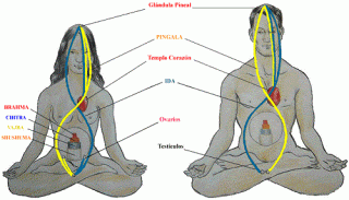 Resultado de imagen para nadis meridianos mudras