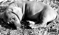 A Dachshund Christmas Yore