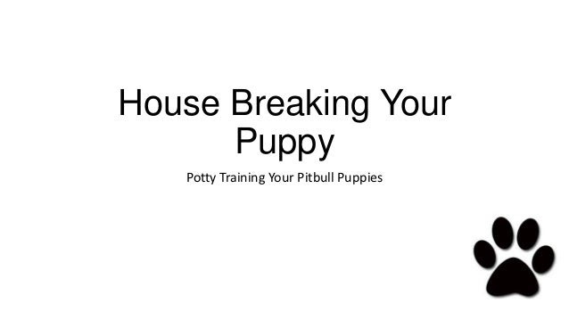Pitbull puppies potty training